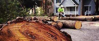  , DC Tree Services Pros