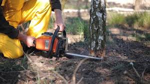 Best Stump Grinding and Removal  in , DC