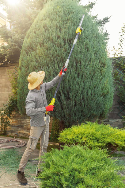 Best Tree Trimming and Pruning  in , DC